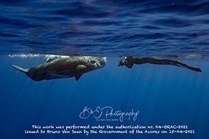 Baby sperm whale