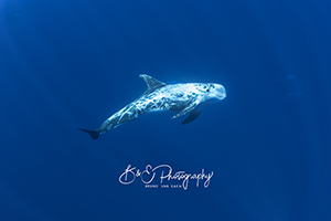 Risso Dolphin