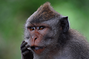 Monkey forest bali