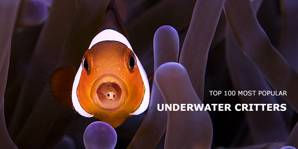 What are underwater Critters