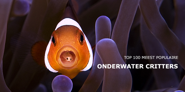 Wat zijn Onderwater Critters
