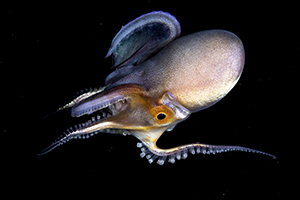 Blanket octopus