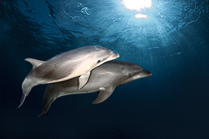 Dolfijnen Tuimelaars