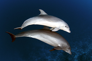 Dolfijnen Frans-Polynesië