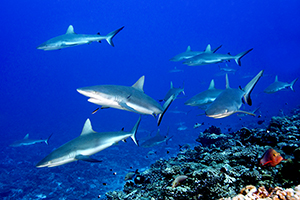 Fakarava mur de requins