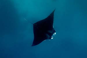 Manta ray