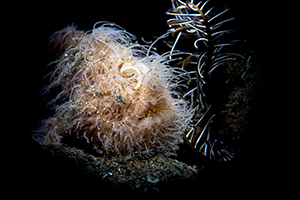 Hairy frogfish