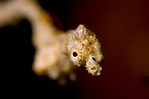 Lembeh zeedraakje