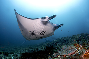 Manta ray