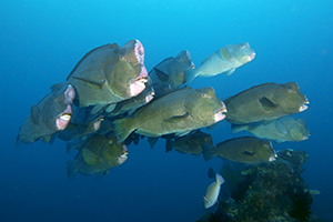 bumphead parrotfish