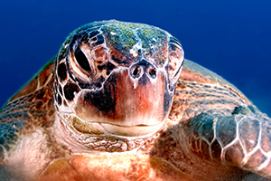 sea turtle