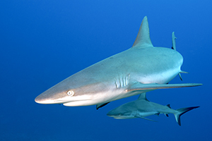 grey reef shark