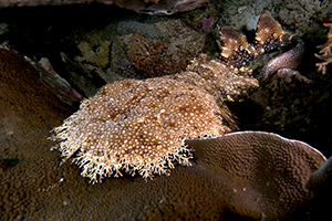 Wobbegong shark