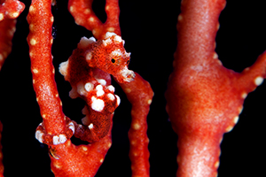‘Santa Claus’ pygmy seahorse