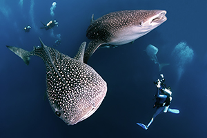 Whale shark