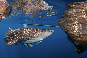 Whale shark