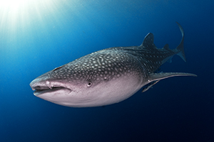 Whale shark