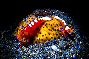 Colemon garnalen