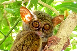 Tarsius aapje