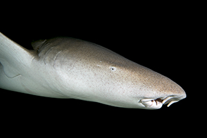 Nurse shark
