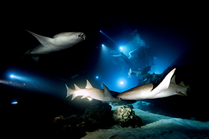 Nurse shark