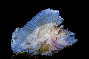 schorpioenvissen-bladschorpioenvis
