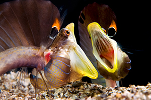 gevecht van de pike blenny