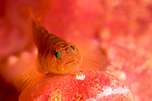 rusty goby