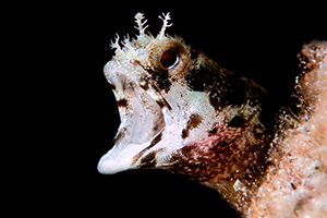 blenny