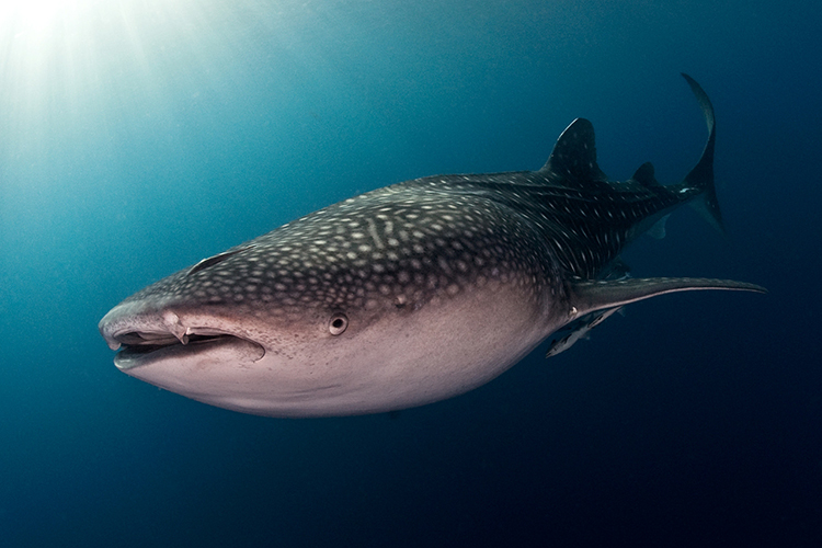 B&E Underwater Photography