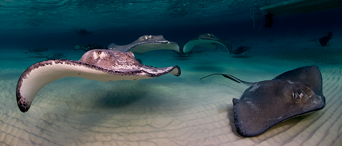 Voyage plongée Iles Cayman