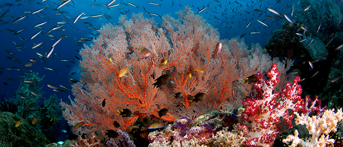 Diving Raja Ampat Ilike