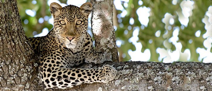 Wildlife Tanzania