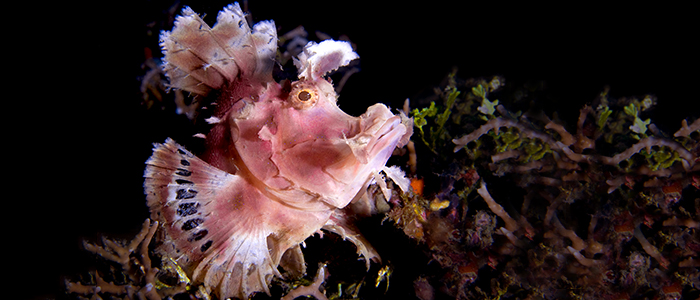 Duiken Lembeh