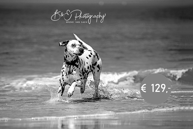 honden fotoshoot basic