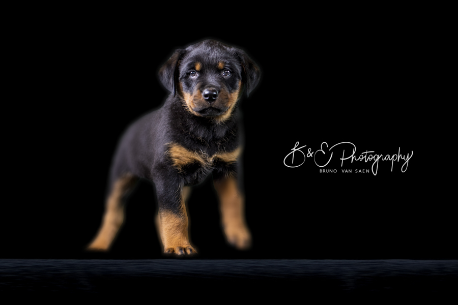 Fotoshoot met je hond - Bruno Van Saen - België