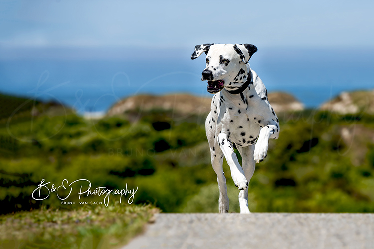 Professionele Fotoreportage met je hond - Bruno Van Saen - België