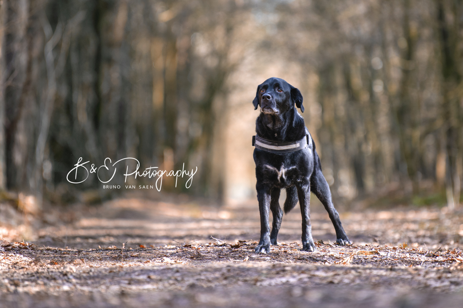 B&E Hondenfotografie