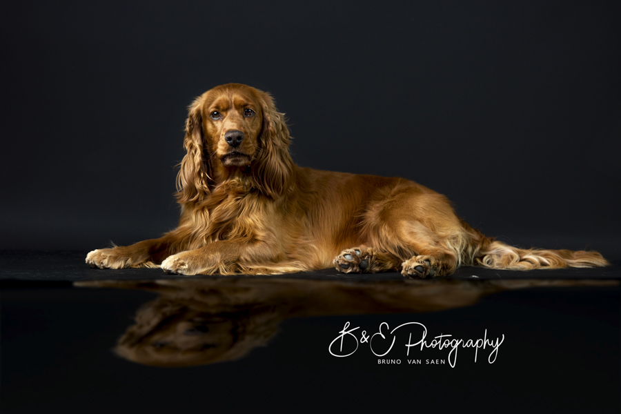 Professionele Fotoreportage met je hond - Bruno Van Saen - België