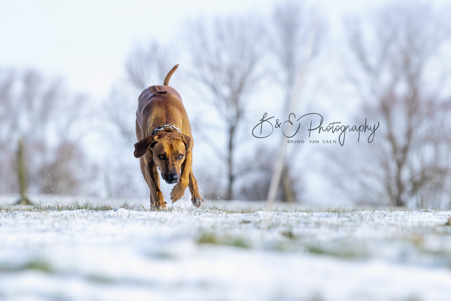 B&E Hondenfotografie