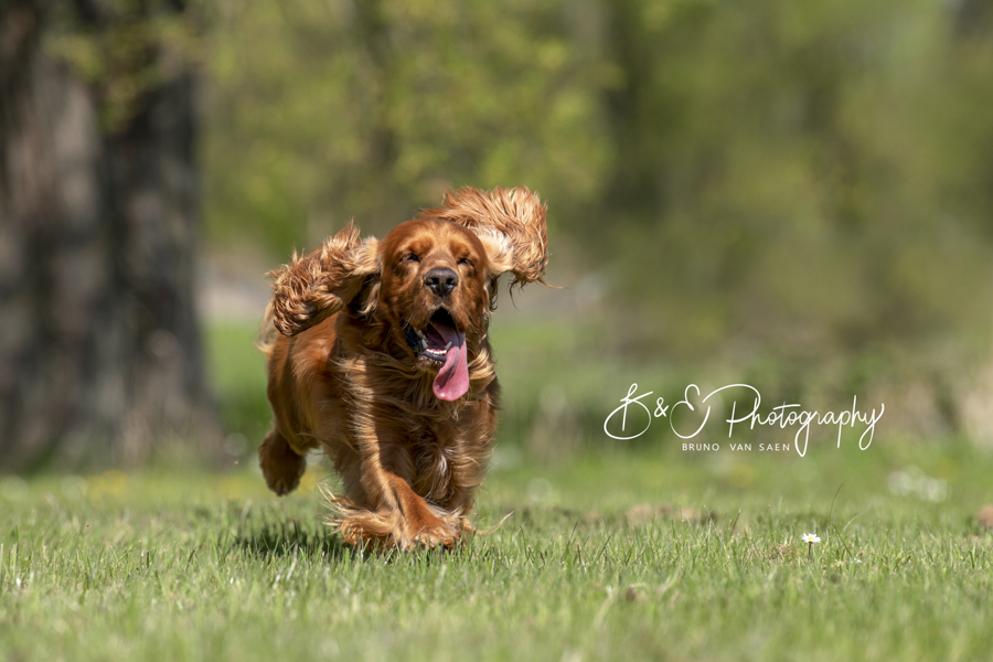 Professionele Fotoreportage met je hond - Bruno Van Saen - België