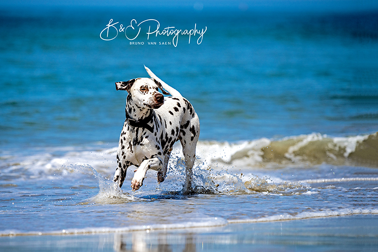 B&E Hondenfotografie