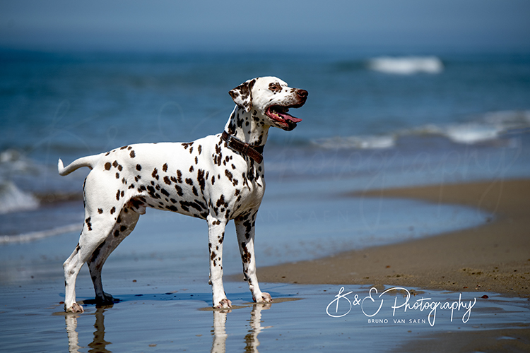 Professionele Fotoreportage met je hond - Bruno Van Saen - België