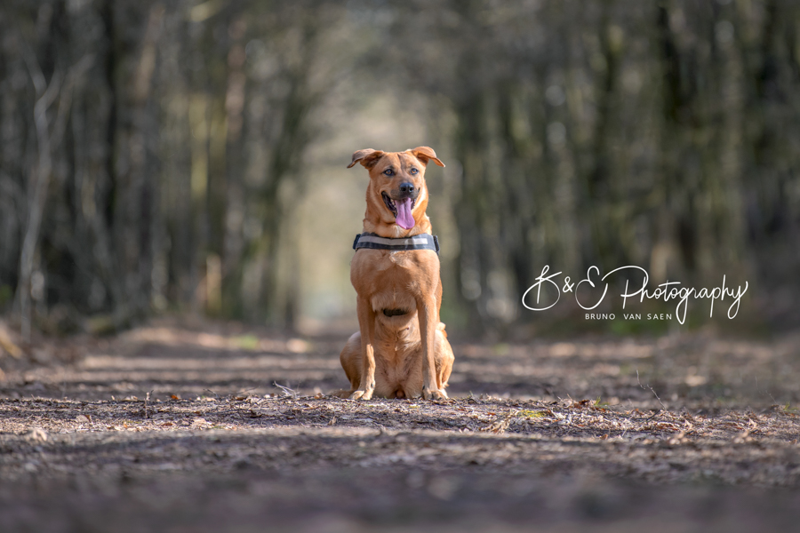 B&E Hondenfotografie