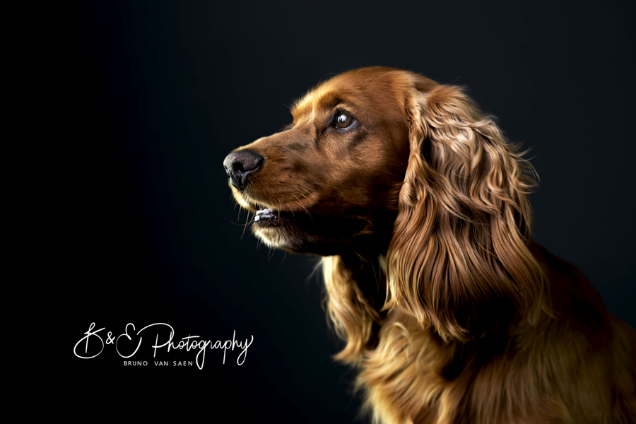 Hondenfotografie - Bruno Van Saen - België