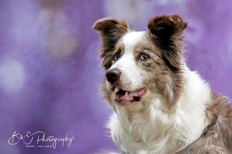 Fotoshoot met je hond - Bruno Van Saen - België