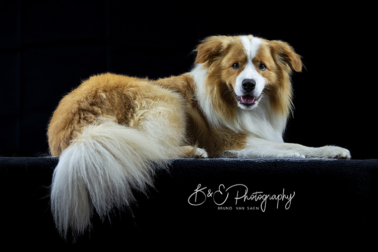 Professionele fotoshoot met je hond - Bruno Van Saen