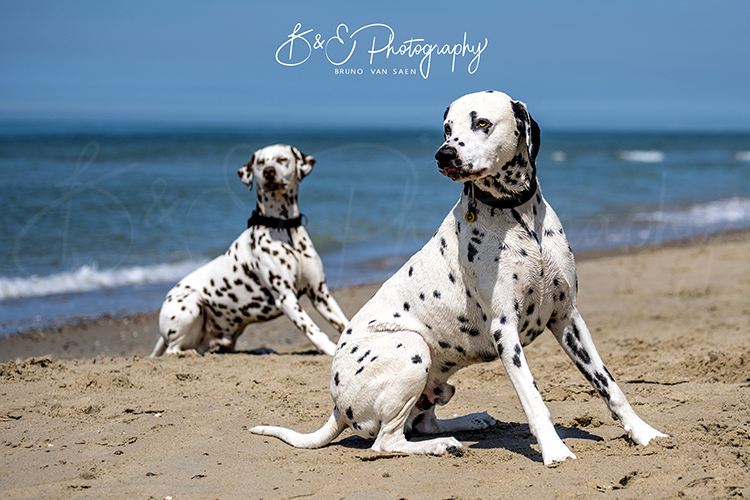 Professionele Fotoreportage met je hond - Bruno Van Saen - België