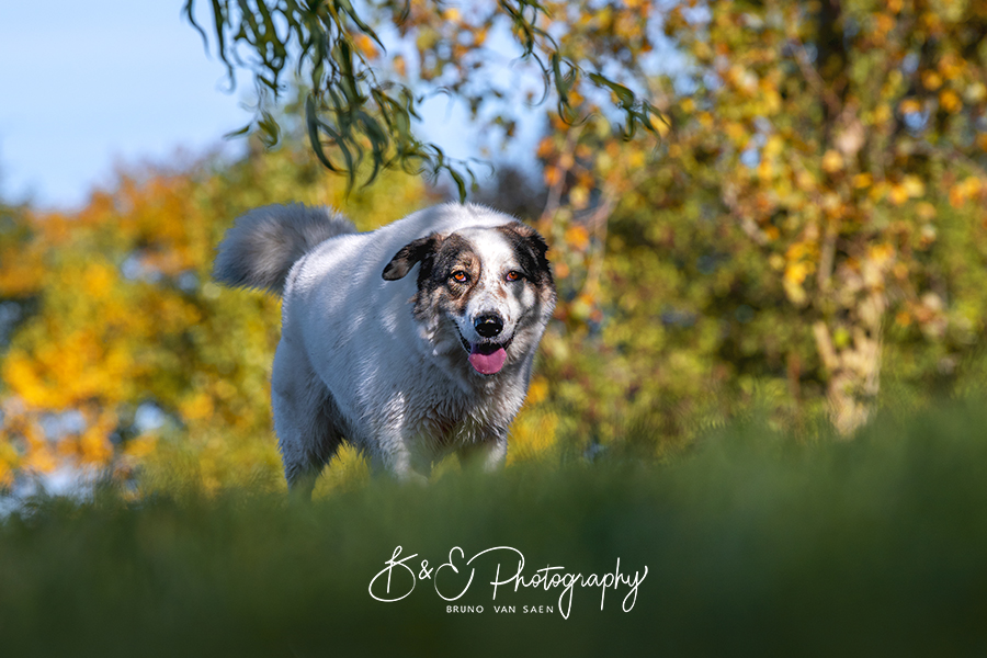 Professionele Fotoreportage met je hond - Bruno Van Saen - België