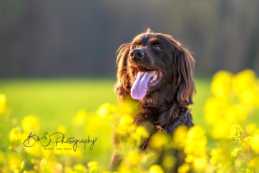 B&E Hondenfotograaf